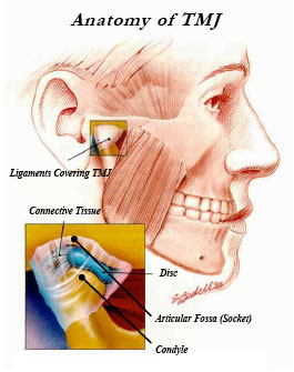 Anatomy of TMJ