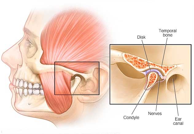 Anatomy of TMJ